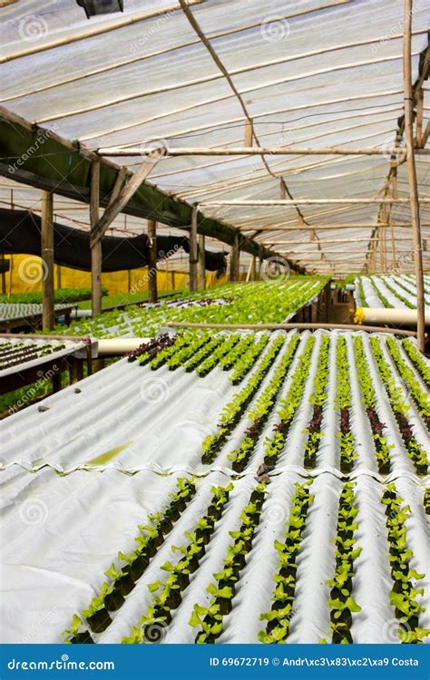 Seminare lattuga in serra