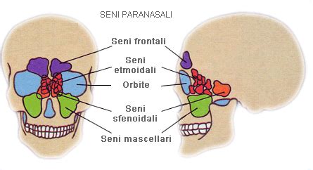 Seni Paranasali