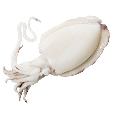 Seppia congelata