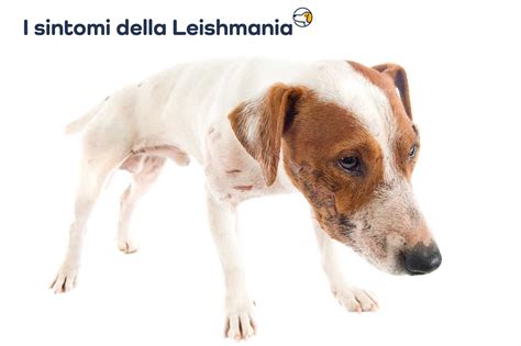 Sintomi della Leishmaniosi nel cane