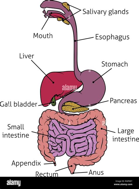 Sistema gastrointestinale