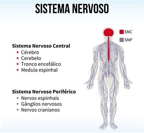 Sistema nervosa