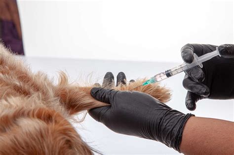 Somministrazione di farmaci al cane