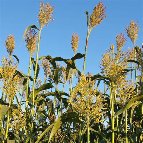 Sorgo