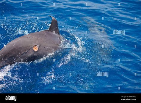 Squalo tagliatore di biscotti