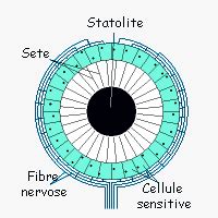 Statocisti