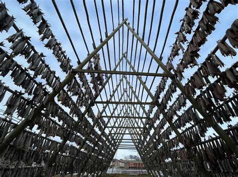 Stoccafissi appesi all'aria sull'isola di Rost