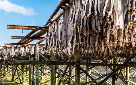 Stoccafisso essiccato alle Lofoten
