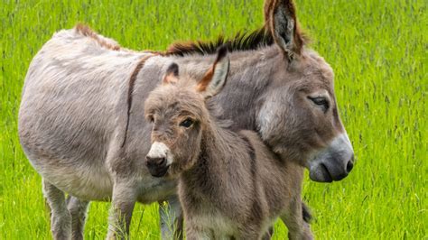Storia del Burro