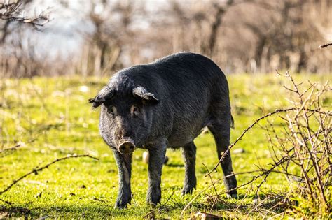 Suino Nero dei Nebrodi