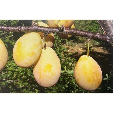 Susine Coscia di Monaca