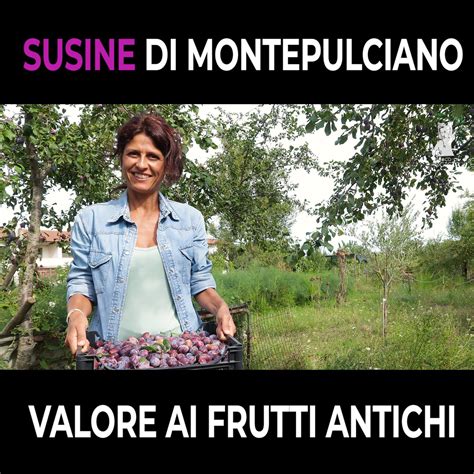 Susine di Montepulciano