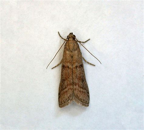 Tignola del cacao Ephestia elutella