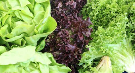 Tipologie di Centrifughe per Insalata