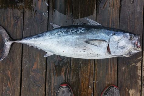 Tonnetto o Alletterato