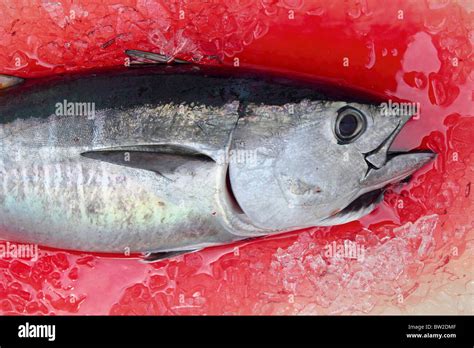 Tonno Rosso Fresco