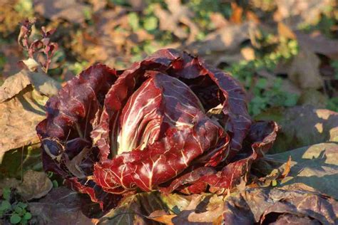 Trapianto Radicchio