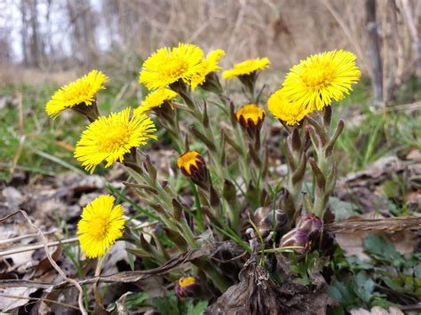 Tussilago farfara