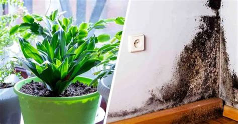 Umidità in casa e muffa