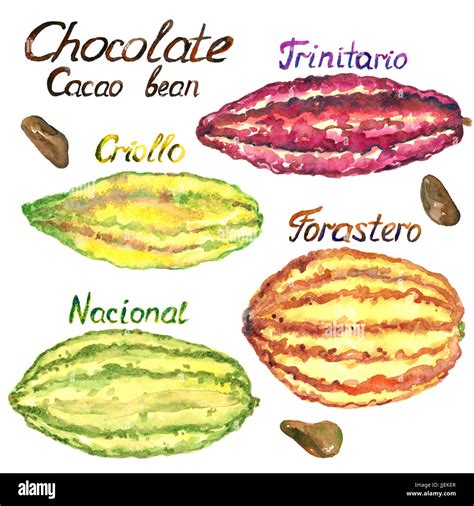 Varietà di Cacao