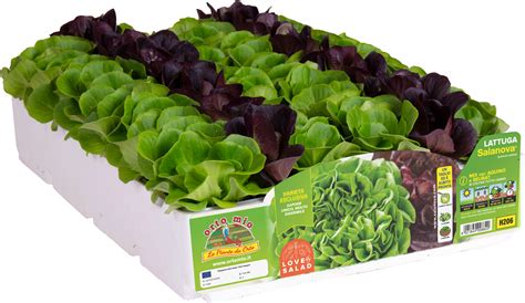 Varietà di Lattuga Salanova