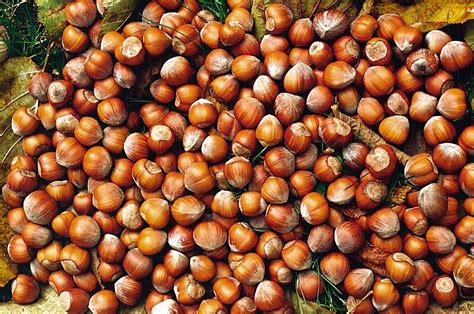 Varietà di Nocciole Italiane