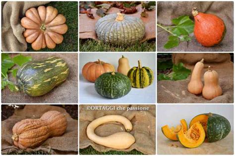 Varietà di Zucca