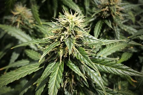 Varietà di cannabis