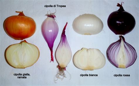 Varietà di cipolle