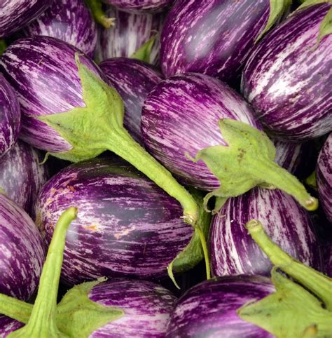 Varietà di melanzane