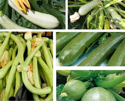 Varietà di zucchine