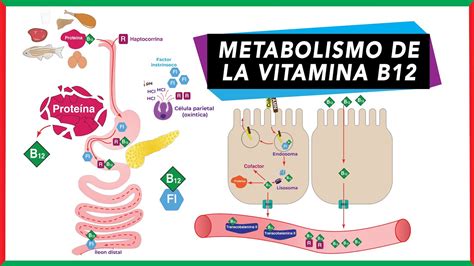 Vitamina B12 e metabolismo