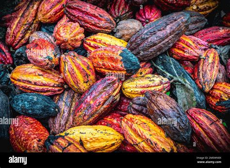 cacao