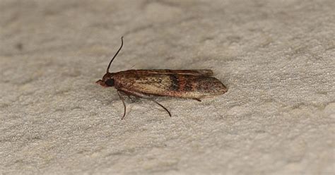 infestazione da tarme del cibo